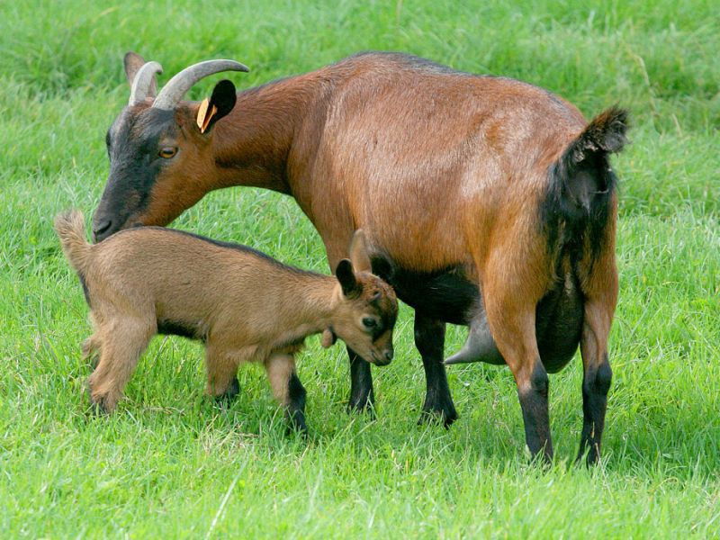 Чешская порода коз
