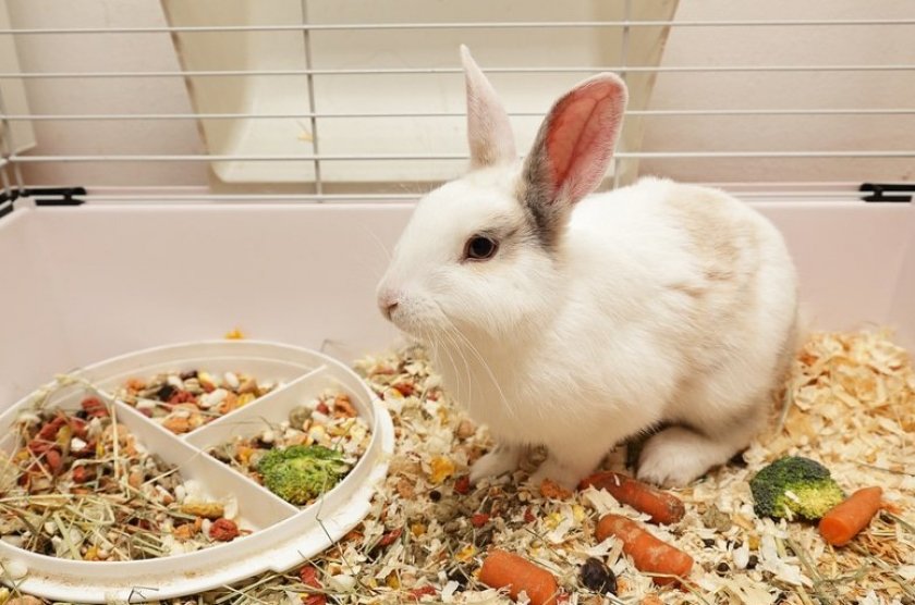 Что делать, чтобы кролики набирали вес