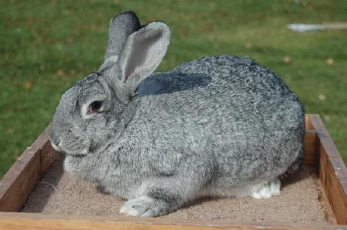 Что делать, чтобы кролики набирали вес
