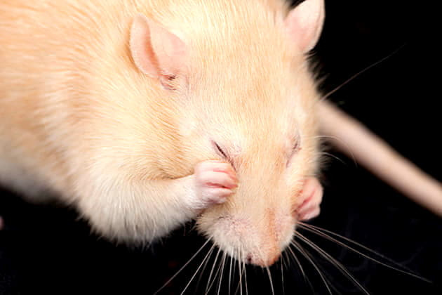 Что делать, если крыса чихает