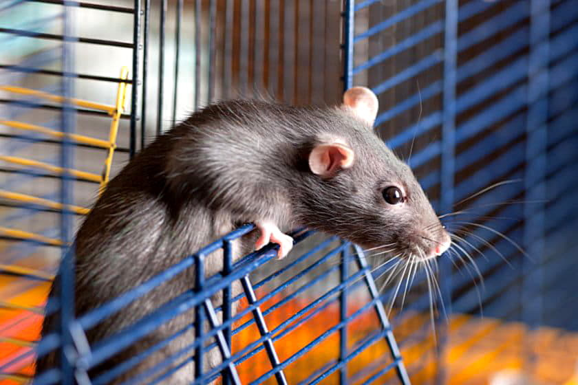 Что делать, если крыса чихает