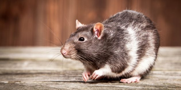 Что нужно знать, прежде чем завести домашнюю крысу