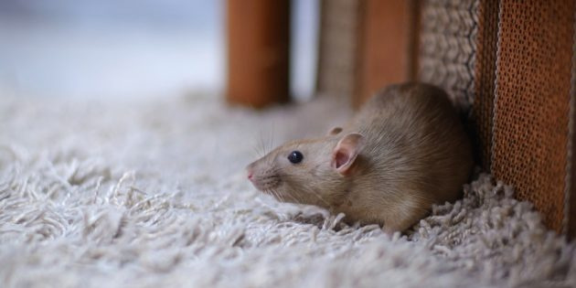 Что нужно знать, прежде чем завести домашнюю крысу