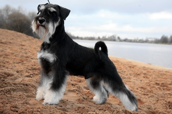Цвергшнауцер: описание породы собак, характер, размеры, а также уход и содержание