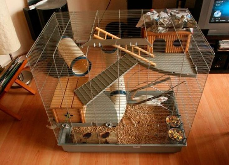 Декоративные домашние крысы