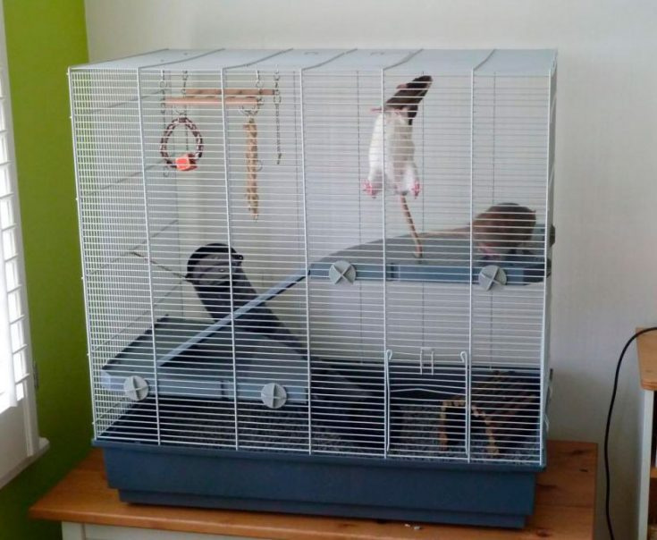 Декоративные домашние крысы