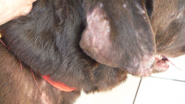Дерматофитоз у собак: фото и лечение, причины грибка на коже и в ушах