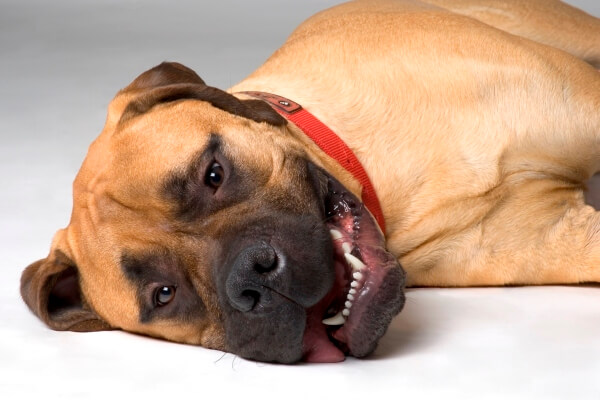 Дисплазия у собак: что это такое, как проявляется, причины, симптомы и лечение патологии тазобедренных суставов