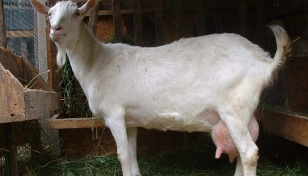 Дойные козы молочных пород без запаха