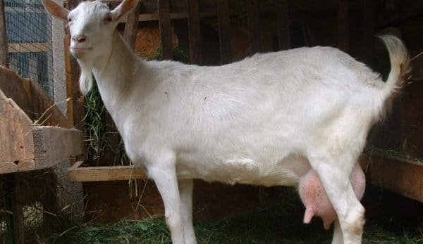Дойные козы молочных пород без запаха