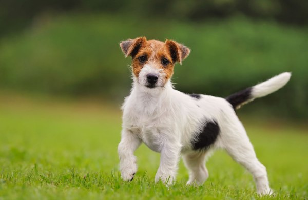 Джек-рассел-терьер: описание породы, характеристика собаки, чем кормить щенка