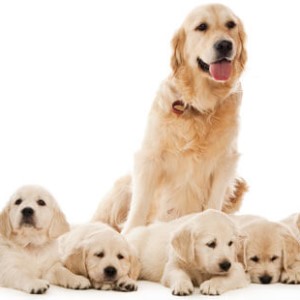 Эклампсия у собак после родов: признаки, симптомы и лечение
