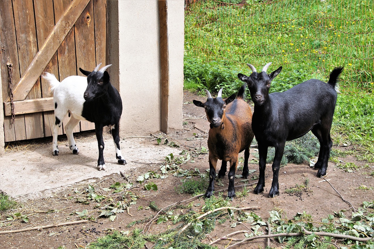 Ферма коз
