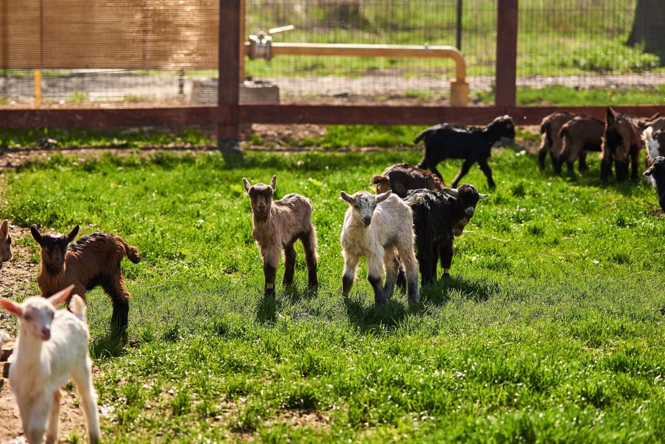 Ферма коз