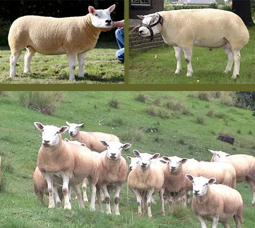 Французская порода овец иль де франс