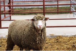 Французская порода овец иль де франс