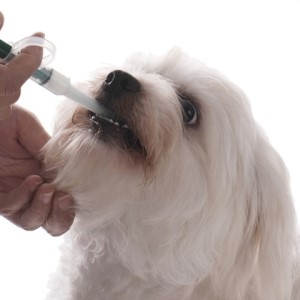 Глистогонные препараты для собак крупных и мелких пород, для взрослых и щенков, как часто надо давать