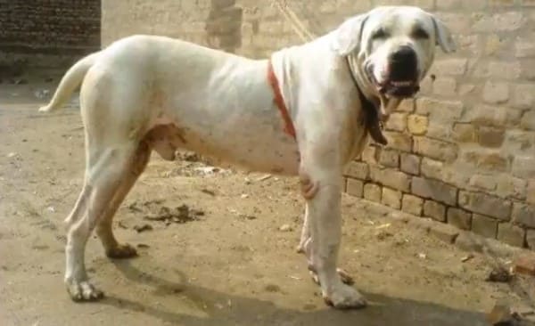 Гуль-донг, пакистанский бульдог, бойцовская порода собак, экстерьер, условия содержания