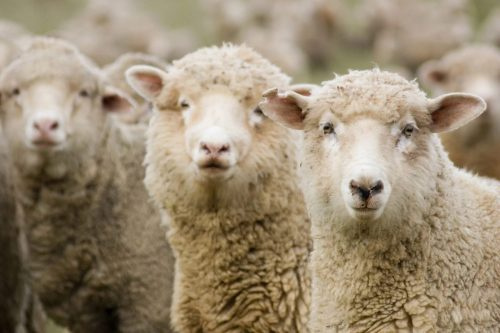 Характеристики овцеводства в России