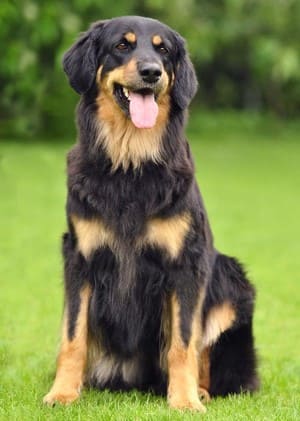 Ховаварт - порода собак: описание породы, характер и навыки, плюсы и минусы