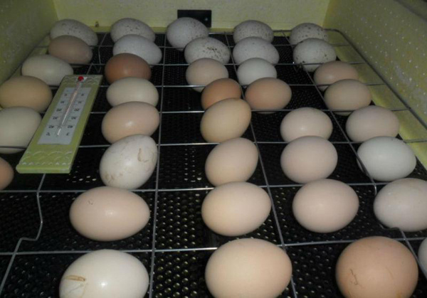 Инструкция по инкубации яиц в инкубаторе Золушка