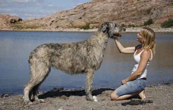 Ирландский волкодав - описание породы собак, ее характер, фото с человеком, а также уход и содержание