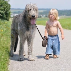 Ирландский волкодав - описание породы собак, ее характер, фото с человеком, а также уход и содержание