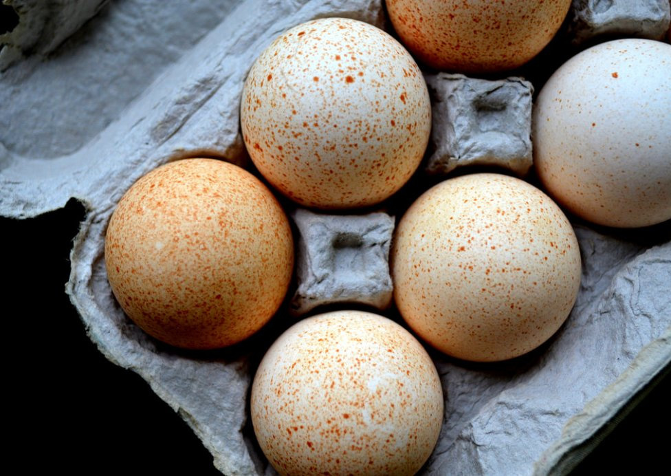 Яйца индейки: польза, вред и применение