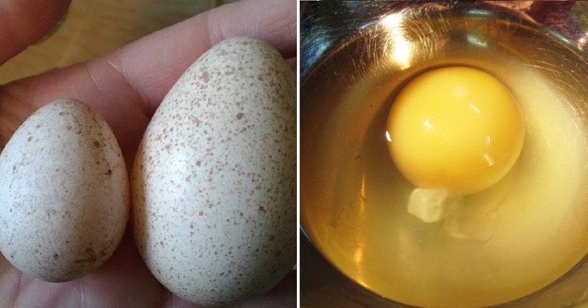 Яйца индейки: польза, вред и применение