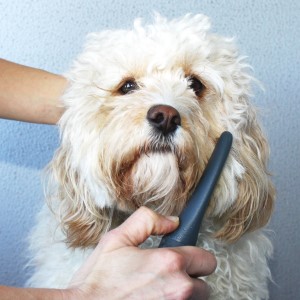 Как делать тримминг собак: нож и другие инструменты, как ими пользоваться, что делать если чешется