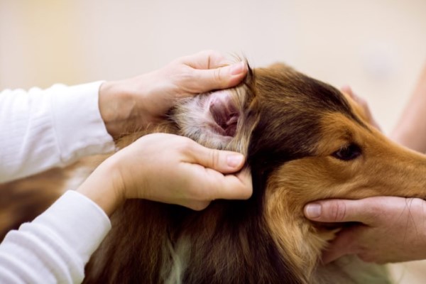 Как диагностировать ушной клещ у собаки, профилактика и лечение