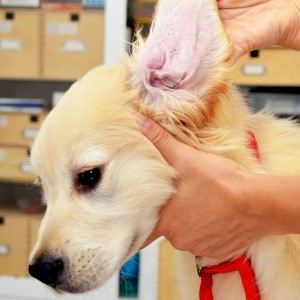 Как диагностировать ушной клещ у собаки, профилактика и лечение