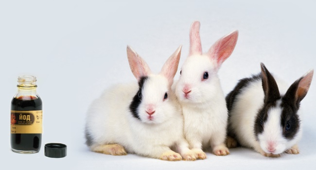 Как использовать йод для кроликов от паразитов