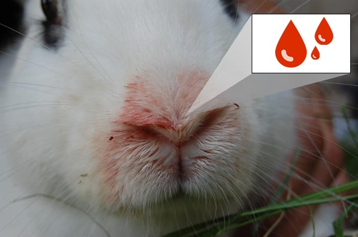 Как использовать препарат Соликокс для кроликов