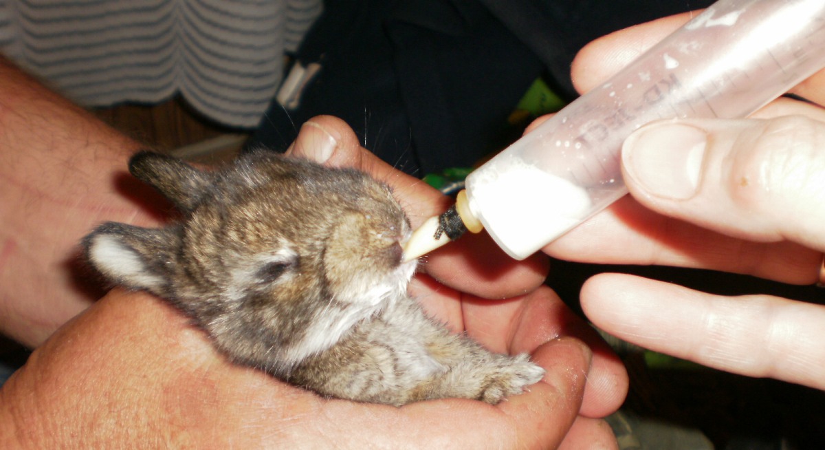 Как использовать препарат Соликокс для кроликов