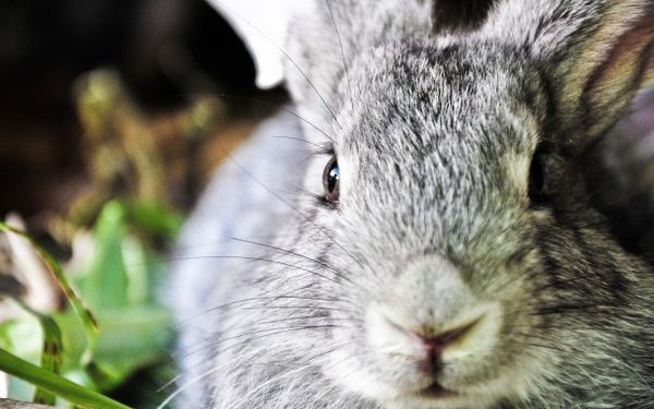 Как кролики видят цвета и наш мир