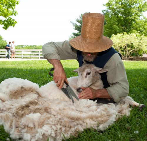 Как называется шерсть овцы и её характеристики