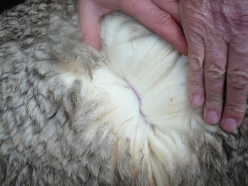 Как называется шерсть овцы и её характеристики
