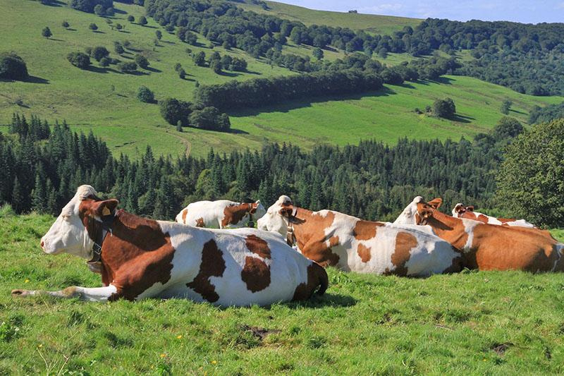 Как организовать правильный выпас скота на пастбище
