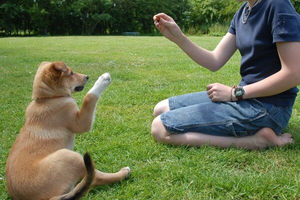Как отучить щенка кусаться и хватать за ноги, а собаку грызть все подряд, цеплять руки
