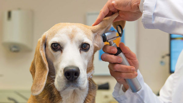 Как почистить уши собаке в домашних условиях, что делать если не дается?