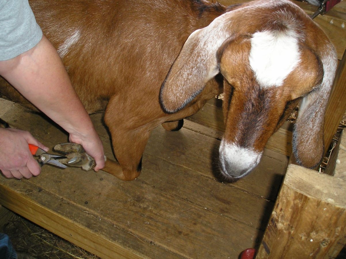 Как подстричь копыта у козы