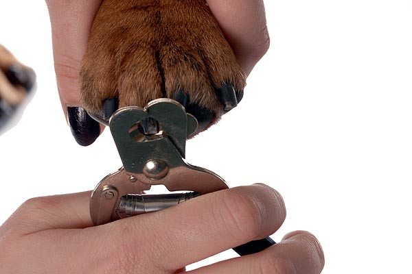 Как подстричь ногти собаке: описание процедуры, как часто делать