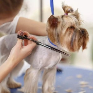 Как подстричь собаку в домашних условиях ножницами: подготовка к процедуре, этапы груминга и необходимые инструменты