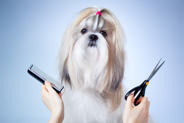 Как подстричь собаку в домашних условиях ножницами: подготовка к процедуре, этапы груминга и необходимые инструменты
