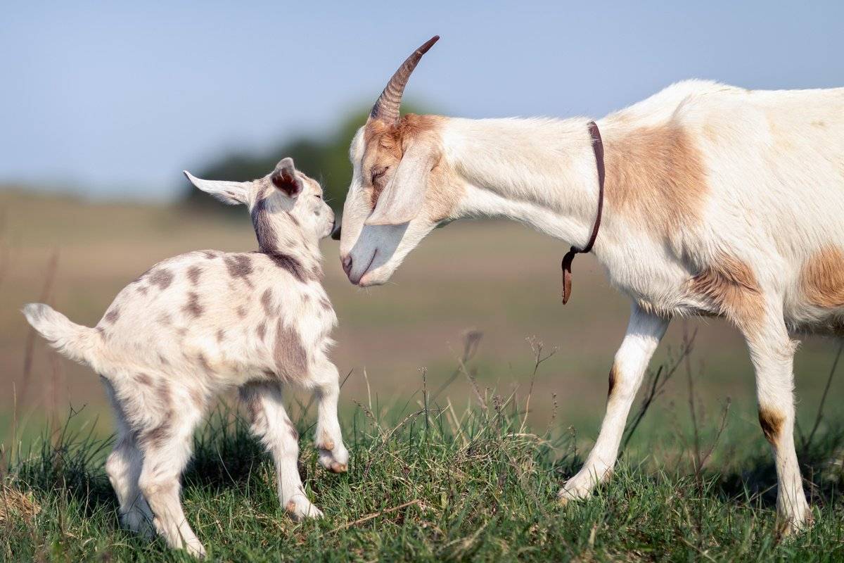 Как принять окот у козы