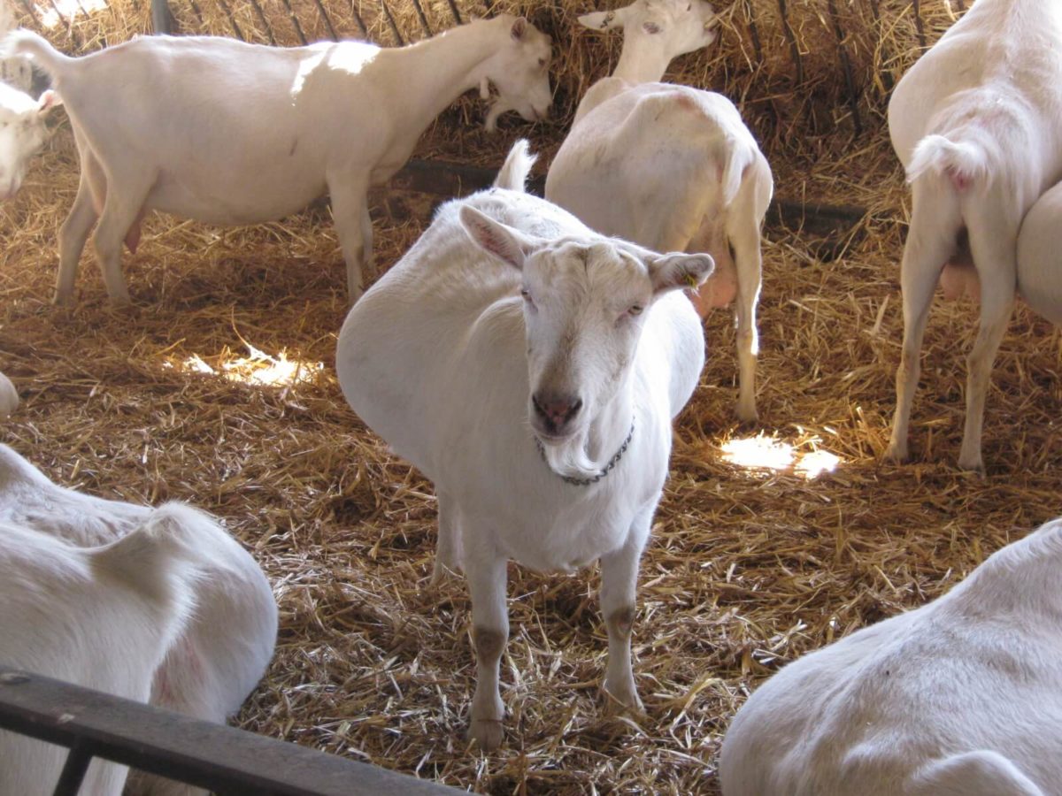 Как принять окот у козы