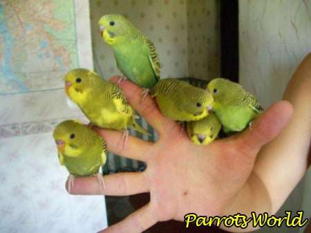 Как приручить попугая