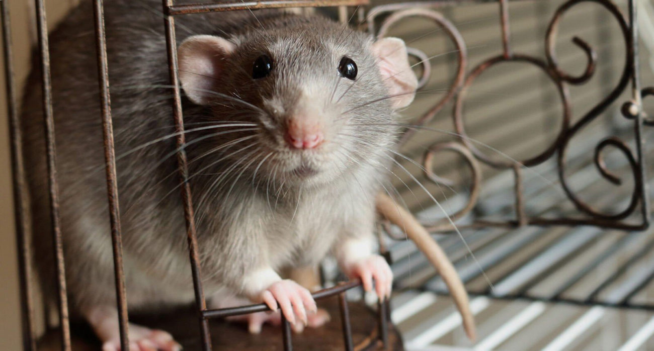 Как приучить крысу к лотку