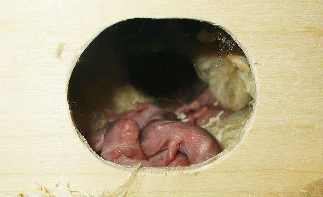 Как протекает беременность у джунгарских хомяков